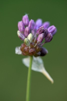 BUITEN BEELD Foto: 338464
