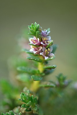 BUITEN BEELD Foto: 338467