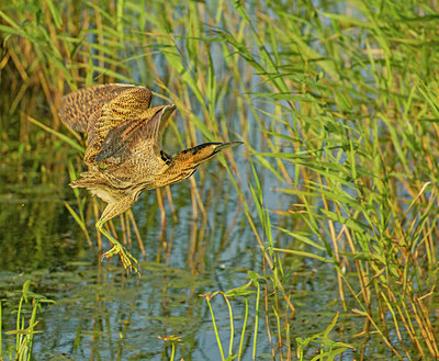 BUITEN BEELD Foto: 338471