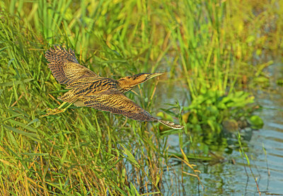 BUITEN BEELD Foto: 338479
