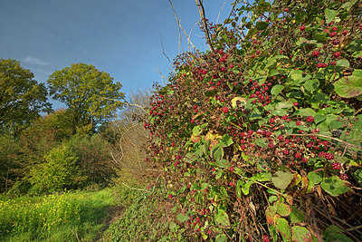 BUITEN BEELD Foto: 338484