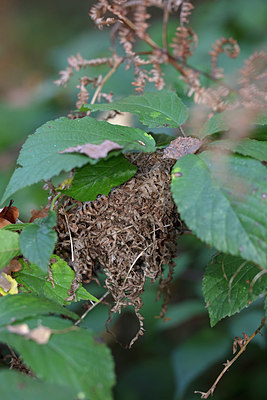 BUITEN BEELD Foto: 338486