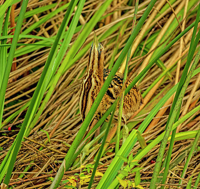 BUITEN BEELD Foto: 338507