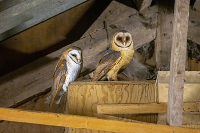 BUITEN BEELD Foto: 338522