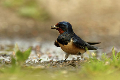 BUITEN BEELD Foto: 338549