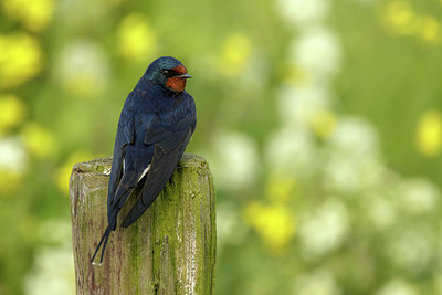 BUITEN BEELD Foto: 338559