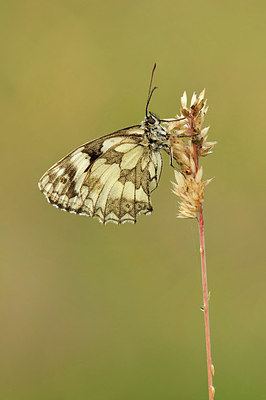 BUITEN BEELD Foto: 338587