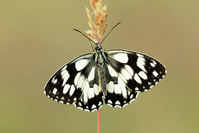 BUITEN BEELD Foto: 338588