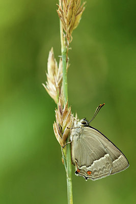 BUITEN BEELD Foto: 338597