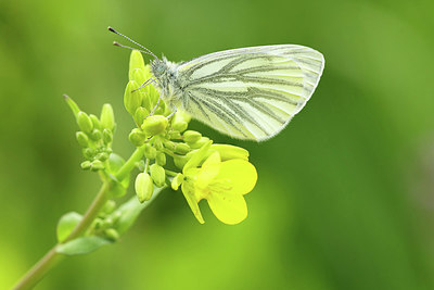 BUITEN BEELD Foto: 338636