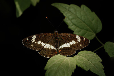 BUITEN BEELD Foto: 338640