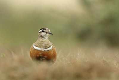 BUITEN BEELD Foto: 338642