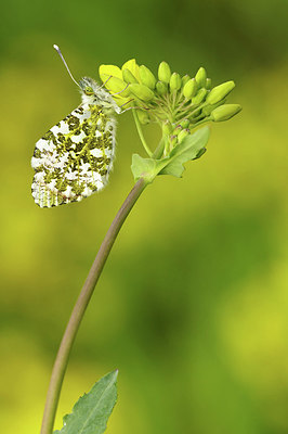 BUITEN BEELD Foto: 338651