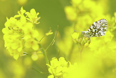 BUITEN BEELD Foto: 338657