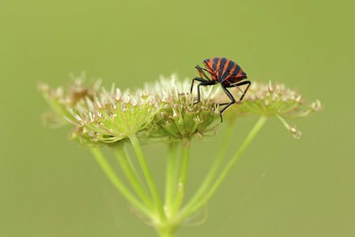 BUITEN BEELD Foto: 338662