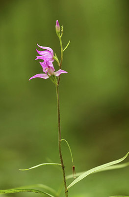 BUITEN BEELD Foto: 338665