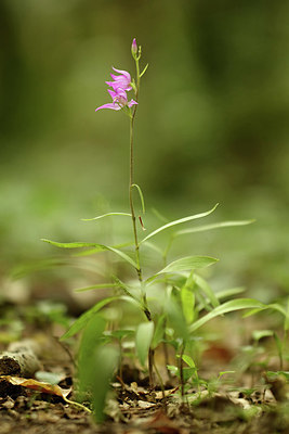 BUITEN BEELD Foto: 338667