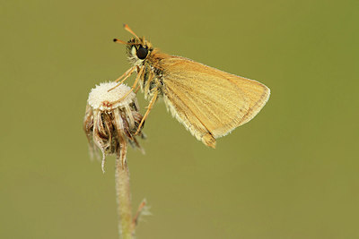 BUITEN BEELD Foto: 338671