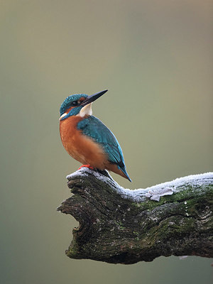BUITEN BEELD Foto: 338698