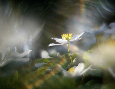 BUITEN BEELD Foto: 338723