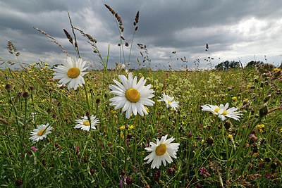 BUITEN BEELD Foto: 338737