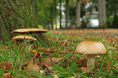 BUITEN BEELD Foto: 338769