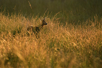 BUITEN BEELD Foto: 338791