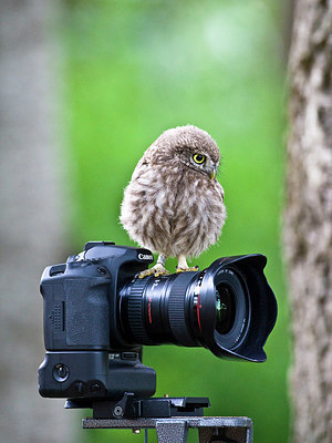 BUITEN BEELD Foto: 338811