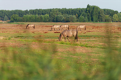BUITEN BEELD Foto: 338841