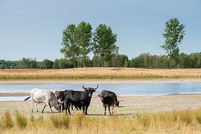 BUITEN BEELD Foto: 338848