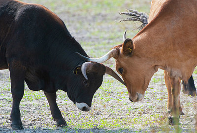 BUITEN BEELD Foto: 338852