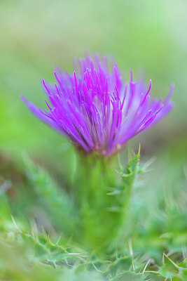 BUITEN BEELD Foto: 338856