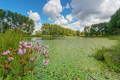 BUITEN BEELD Foto: 338864