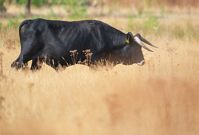 BUITEN BEELD Foto: 338898