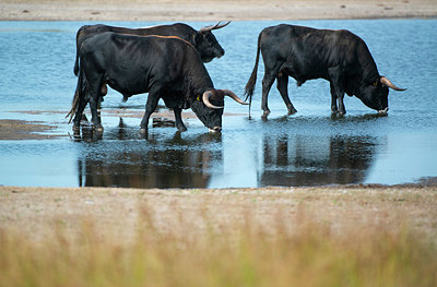 BUITEN BEELD Foto: 338908