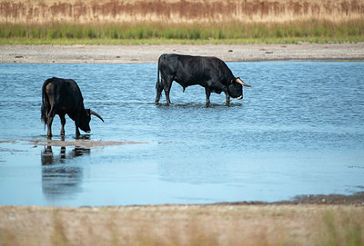 BUITEN BEELD Foto: 338917