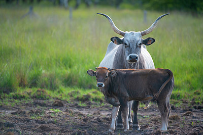 BUITEN BEELD Foto: 338958