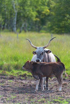 BUITEN BEELD Foto: 338964
