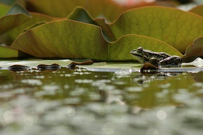 BUITEN BEELD Foto: 33048