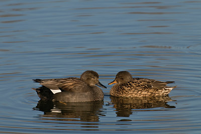 BUITEN BEELD Foto: 33116