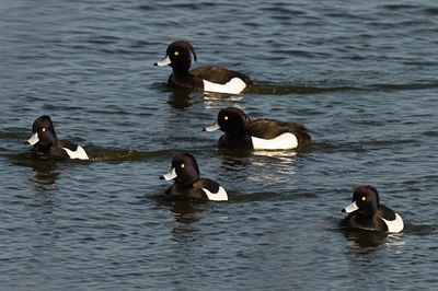 BUITEN BEELD Foto: 33118