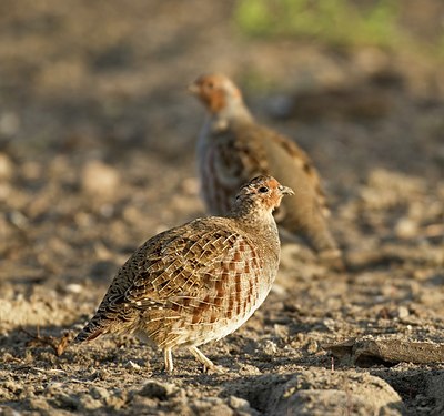BUITEN BEELD Foto: 33133