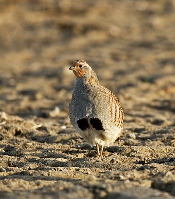 BUITEN BEELD Foto: 33135