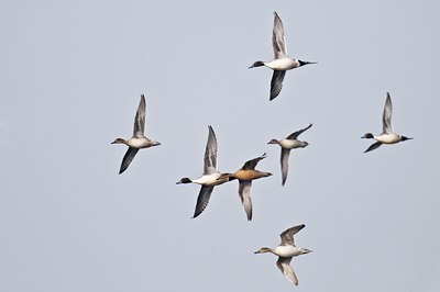BUITEN BEELD Foto: 33137