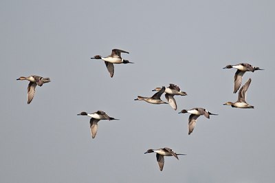BUITEN BEELD Foto: 33141