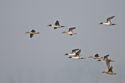 BUITEN BEELD Foto: 33142