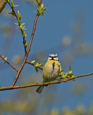 BUITEN BEELD Foto: 33144