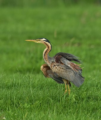 BUITEN BEELD Foto: 33148