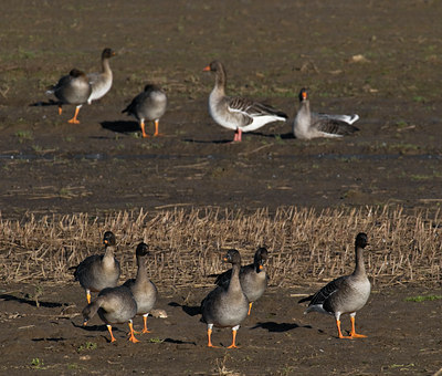 BUITEN BEELD Foto: 33173