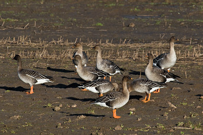 BUITEN BEELD Foto: 33175